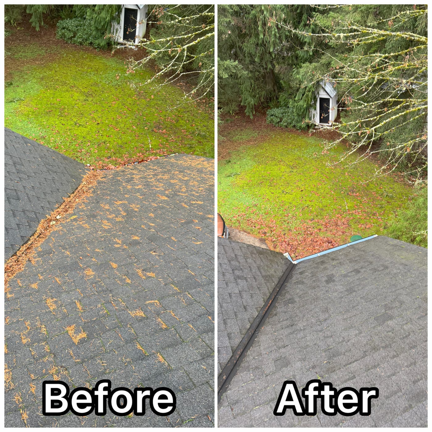 Before and after combined roof and gutter cleaning on a forested Washington home — packed needle debris cleared from the roof and gutters